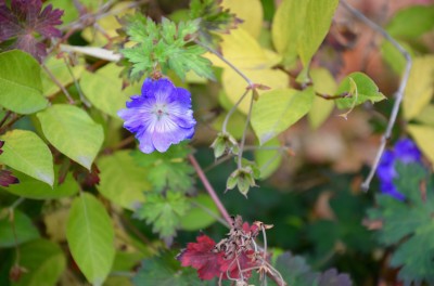 DSC 0009 (9)
