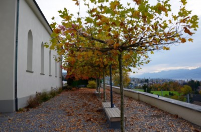DSC 0010 (9)