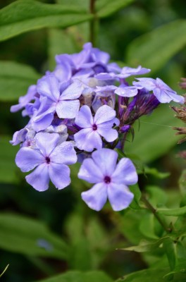 DSC 0019 (12)