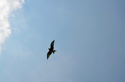 DSC 0042 (10)